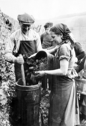 II. WK, Women from the Reich Labor Service as harvest helpers 1940 (photo)