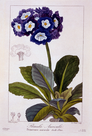 Primula auricula, 1836 (hand-coloured engraving)