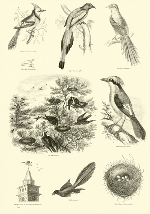 Page from The Pictorial Museum of Animated Nature (engraving)