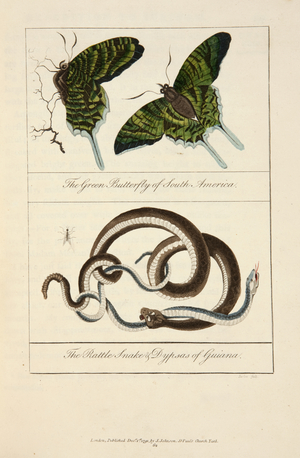 The green butterfly of South America & the rattle snake & dypsas of Guiana, 1796 (hand coloured engraving)