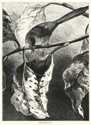 The Tailor Bird (engraving)