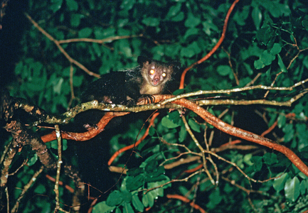 Aye Aye lemur in Nosy Mangabe, Madagascar, East Africa, Africa, 1980s (photo)