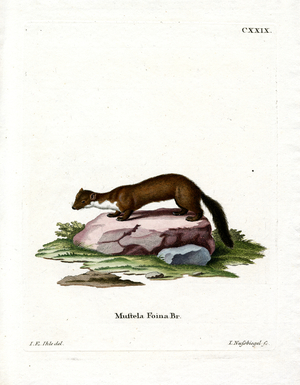 Stone Marten (coloured engraving)