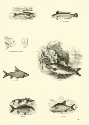 Page from The Pictorial Museum of Animated Nature (engraving)