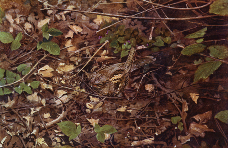 The nightjar (photo)