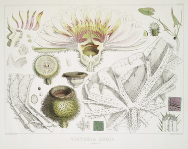 Victoria Regia: or, Illustrations of the Royal Water-Lily, from a series of 'Specimens Flowering at Syon and Kew', with descriptions by Sir W.J. Hooker, 1851 (colour litho)