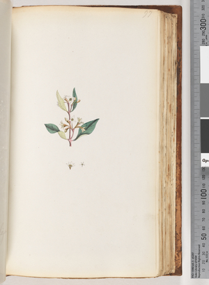 Page 97.  Unidentified plant (w/c)