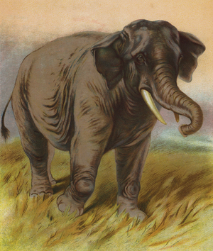 Elephant (colour litho)
