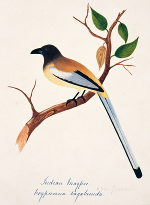 Dendrocitta vagabunda