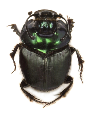 Copris fallaciosus, Kenyan dung beetle (photo)