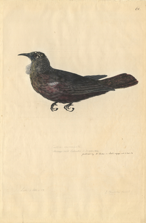 Prosthemadera noveseelandiae