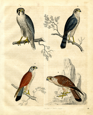 Birds of Prey from the Falcon Family (hand-coloured litho)