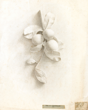 Drawing of Plums from Cast in Relief, c.1891 (pencil)