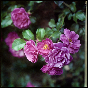 Rose, Flowers, September 2021, (autochrome)