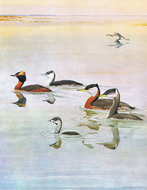 Illustration from The Natural History of American Birds of Eastern and Central Nort America pub. by Bramhall House c.1970 (colour litho)