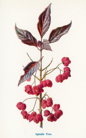 Wild Fruits of the Country-side: Spindle Tree (colour litho)