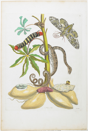 Snake, Caterpillar, Butterfly, and Insects on Plant (hand-coloured etching & engraving) 
