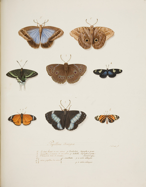 Foreign Butterflies, c.1755-65 (w/c on paper) 
