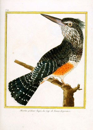 Crested Kingfisher from the Cape of Good Hope (print)