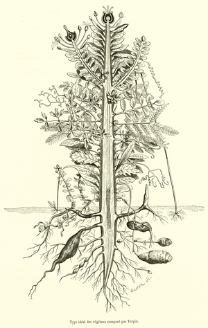Type ideal des vegetaux compose par Turpin (engraving)