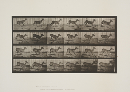 Plate 683 from Animal Locomotion, 1887 (collotype on paper) 