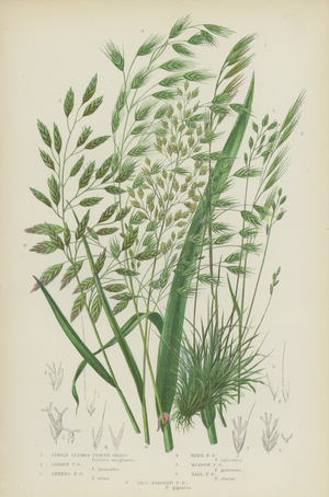 Single Glumed Fescue Grass, Barren Fescue Grass, Sheep's Fescue Grass, Reed Fescue Grass  (colour litho)