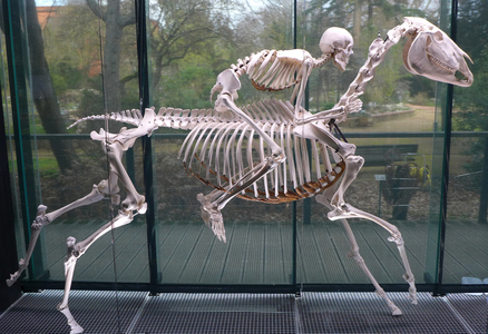 Horse skeleton ridden by a human skeleton, 2023 (photo)