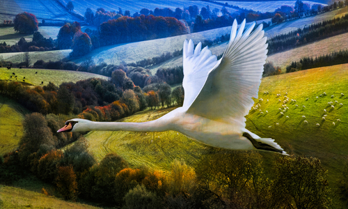 First Flight of Dawning Day, 2020, (digital composite)
