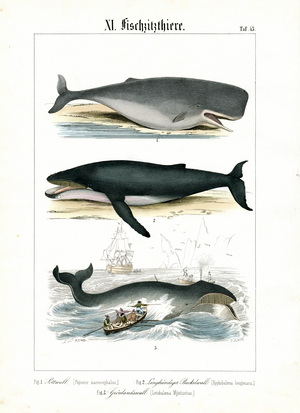 Sperm Whale, Humpback Whale and Whaling, 1851 (Lithography)