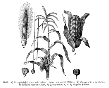 Corn