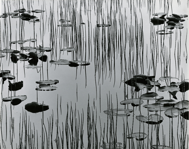 Reeds and Lily Pads, Alaska, 1977 (silver gelatin print)
