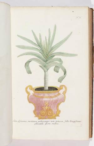 Aloe Africana , 1737 (engraving)
