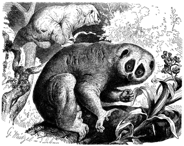 Slow loris, Nycticebus coucang
