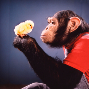 Chimpanzee plays with Kittens, England, Great Britain, 1976 (photo)