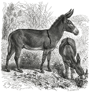 Wild Donkey, Africa, Illustration, 1885
