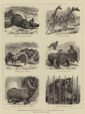 Zoological Eccentricities at the Regent's Park (engraving)