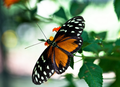 Butterfly on a plant, 2013 (photo)