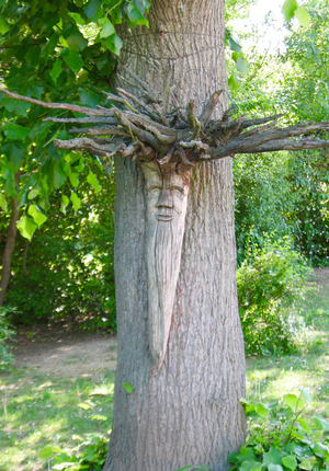 A "struwwelpeter" in a tree (photo)