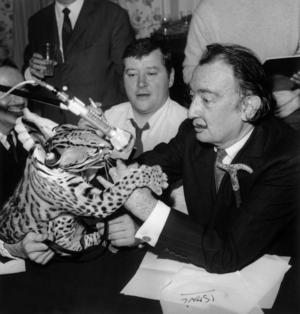 Salvador Dali With his Ocelot and Journalist Jean Pierre Farkas during Radioprogram on Rtl May 6, 1967 (b/w photo)