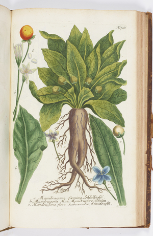 Mandragora and Kajdragora, 1737 (engraving)