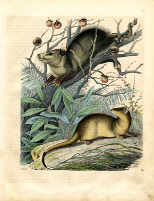 Edible Dormouse and Hazel Dormouse in their Natural Habitat (hand-coloured engraving)