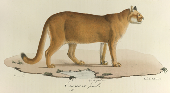 Cougouar femelle, A female cougar, from 'Histoire Naturelle des Mammifères' (colour litho)