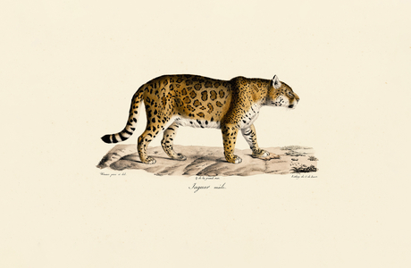Jaguar (Male) in Side View, 1824 (hand-coloured litho)