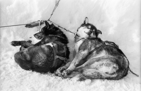 2 Huskies in the snow at the trail checkpoint near Nikolai, Alaska, 1984 (b/w photo)