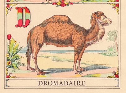 D: Dromedary