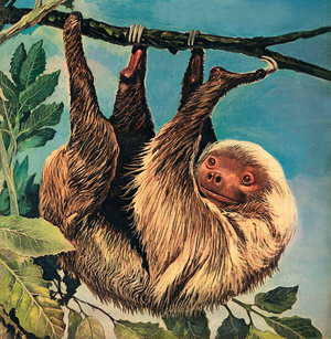 The Laziest Animal in the World – the Sloth (colour litho)