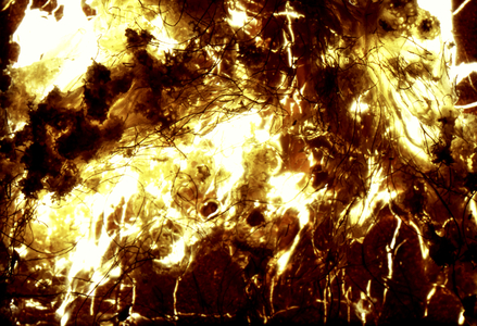 NA_75 [Tangled], 2004 (35mm slide)