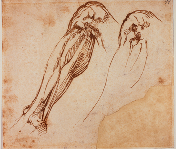 Two leg studies, 16th century (drawing)