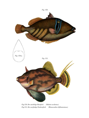 Picasso Fish (colour litho)