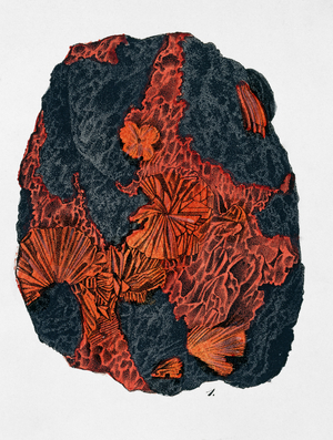Plate 8